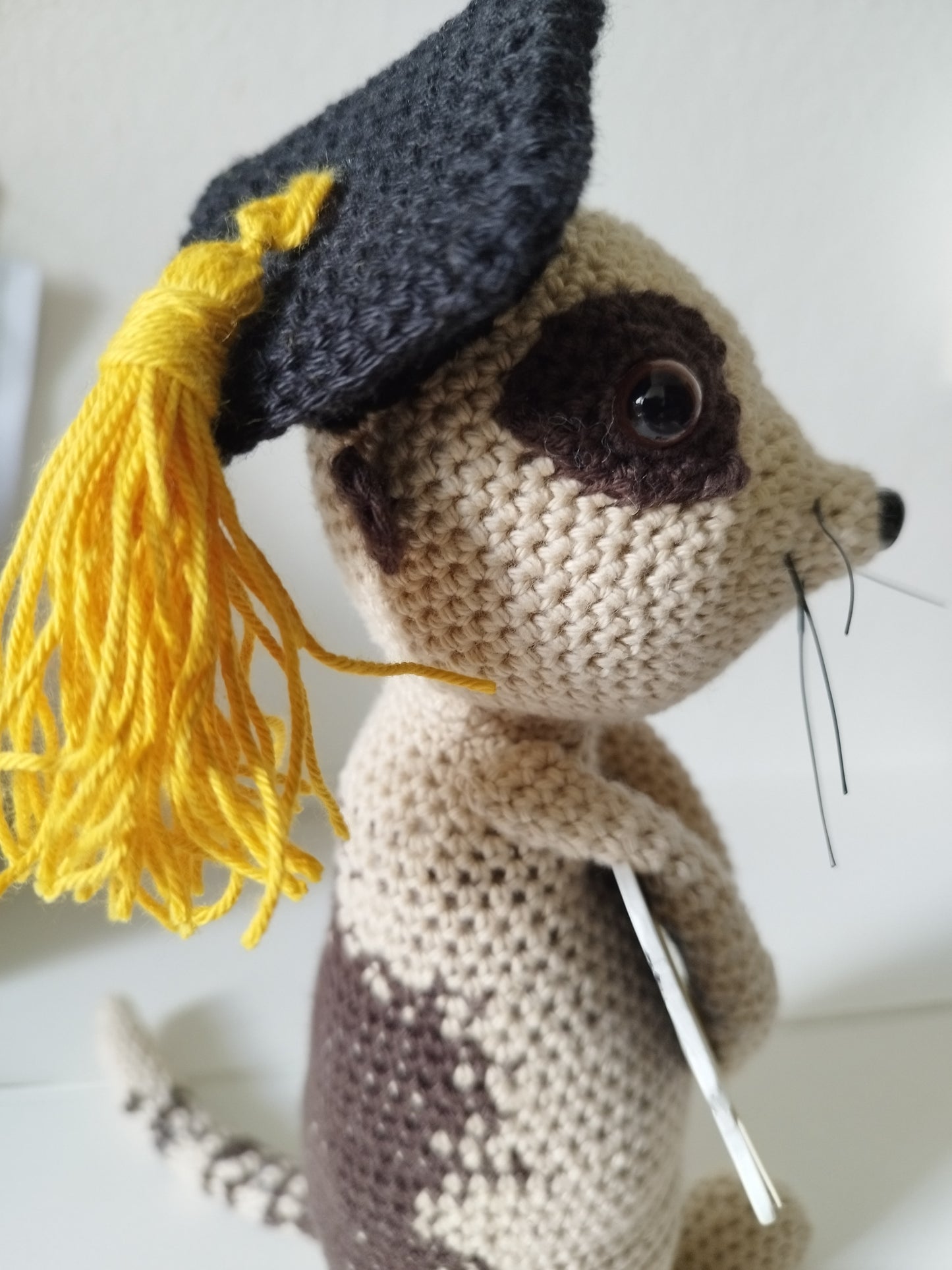 Erdmännchen mit Akademikerhut